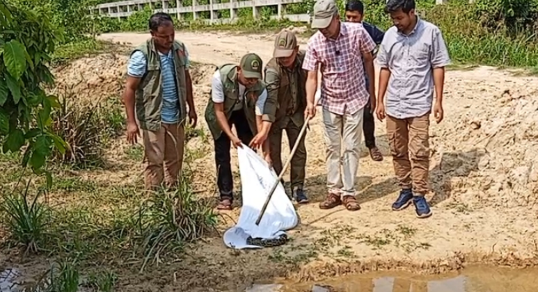 লোহাগাড়ায় লোকালয় থেকে উদ্ধার অজগর চুনতি অভয়ারণ্যে অবমুক্ত