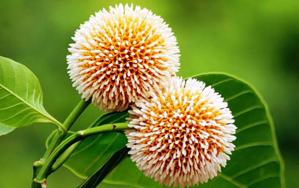 দৈনিক পূর্বকোণ - চট্টগ্রামের দৈনিক আবার আষাঢ় এলো স্নিগ্ধ মধুর