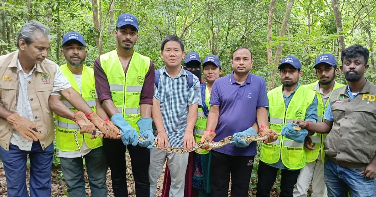 দৈনিক পূর্বকোণ - চট্টগ্রামের দৈনিক কাপ্তাইয়ে বসতবাড়ি থেকে উদ্ধার অজগর বনে অবমুক্ত