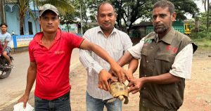 সাতকানিয়ায় মহাবিপন্ন হলুদ পাহাড়ি কচ্ছপ উদ্ধার, বনে অবমুক্ত