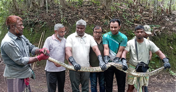 দৈনিক পূর্বকোণ - চট্টগ্রামের দৈনিক মুরগি খেতে এসে ধরা ৮ ফুটের অজগর, বনে অবমুক্ত