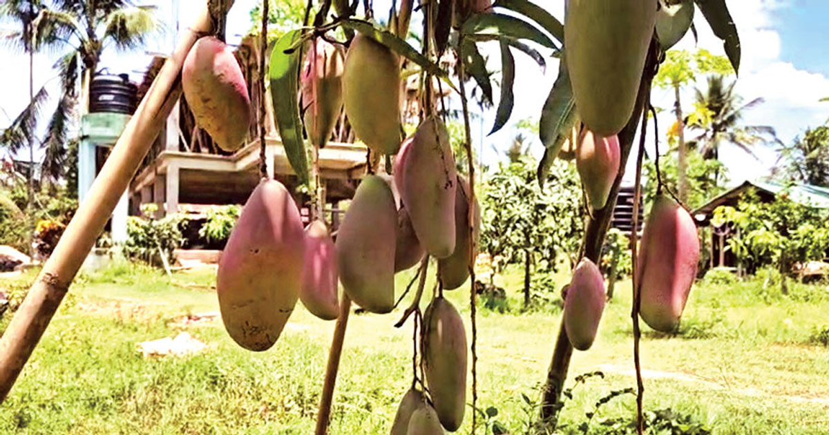 দৈনিক পূর্বকোণ - চট্টগ্রামের দৈনিক বান্দরবানের পাহাড়ে মুগ্ধতা ছড়াচ্ছে দেশি-বিদেশি আম
