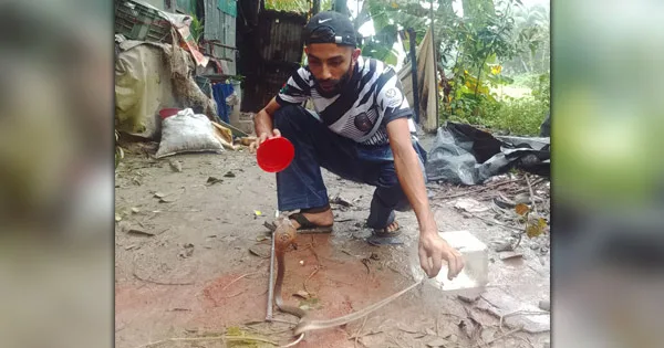 দৈনিক পূর্বকোণ - চট্টগ্রামের দৈনিক রাতভর শোয়ার ঘরেই ছিলো পদ্মগোখরো
