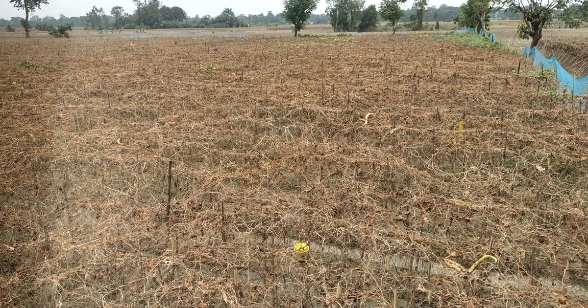 দৈনিক পূর্বকোণ - চট্টগ্রামের দৈনিক বন্যায় চন্দনাইশের শঙ্খের চরের চাষীদের ৮০ কোটি টাকার ক্ষতি
