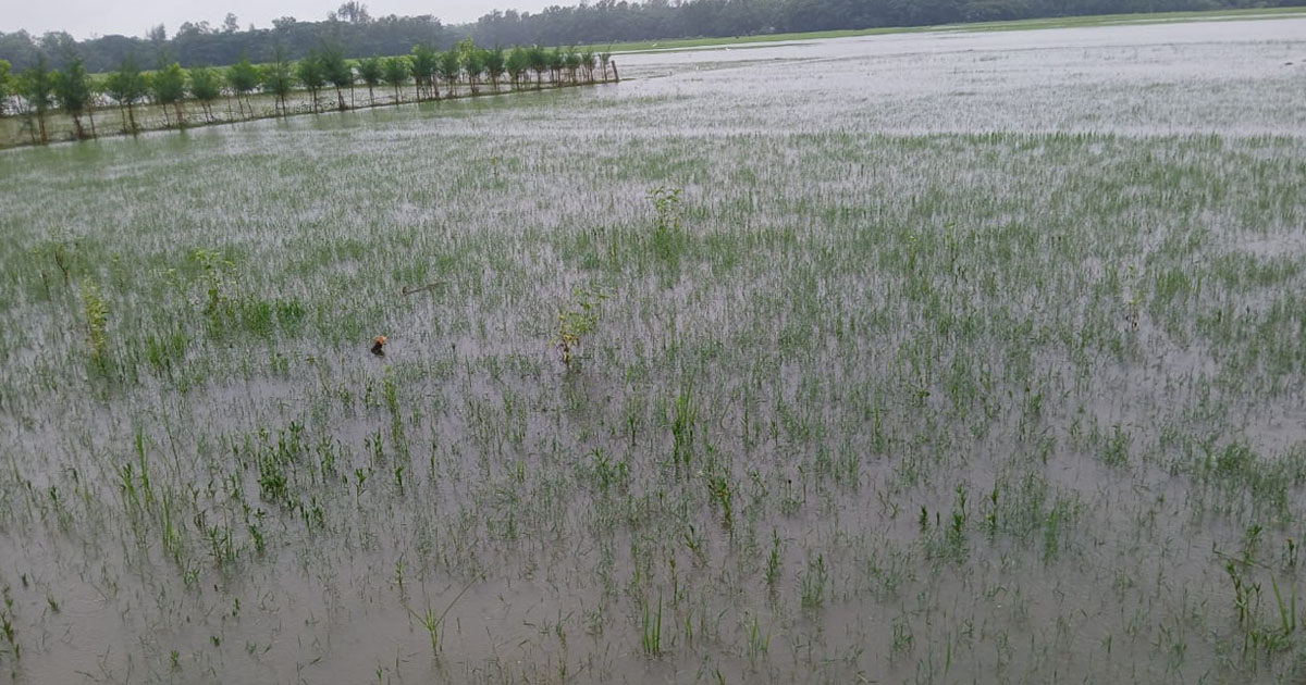 দৈনিক পূর্বকোণ - চট্টগ্রামের দৈনিক সন্দ্বীপে ঝুঁকিতে ৮,২৭০ হেক্টর ধানচাষ, প্লাবিত ৬৫ হেক্টরের মাছের ঘের