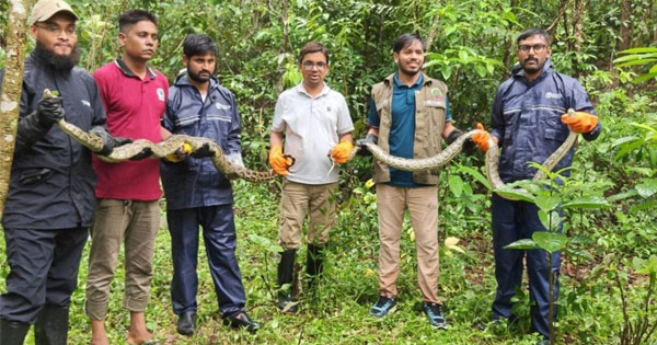 দৈনিক পূর্বকোণ - চট্টগ্রামের দৈনিক উখিয়ায় ১৬ ঘণ্টার ব্যবধানে দুটি অজগর উদ্ধার ও অবমুক্ত