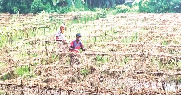 দৈনিক পূর্বকোণ - চট্টগ্রামের দৈনিক বন্যায় কৃষকের সর্বনাশ