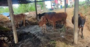 গোয়াল ঘরে দুর্বৃত্তের আগুনে গাভীর মৃত্যু, দগ্ধ আরও ৬ গরু