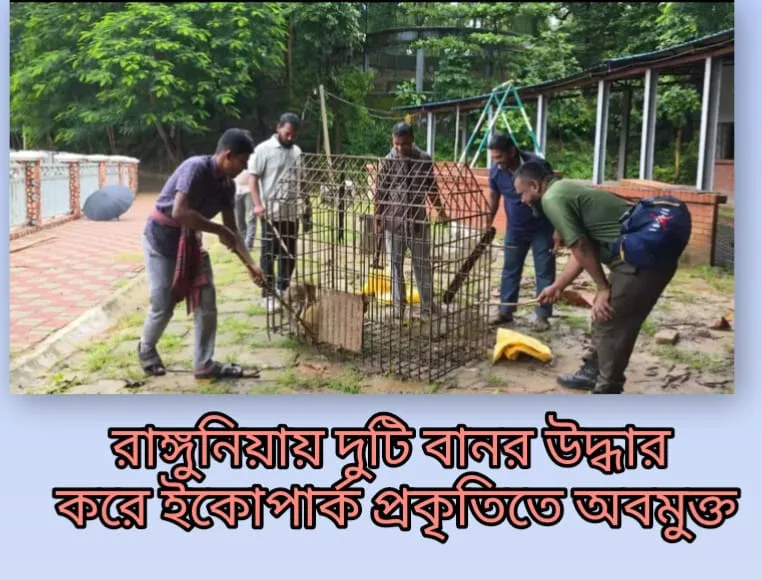 দৈনিক পূর্বকোণ - চট্টগ্রামের দৈনিক রাঙ্গুনিয়ায় দুটি বানর উদ্ধার, ইকোপার্কে অবমুক্ত