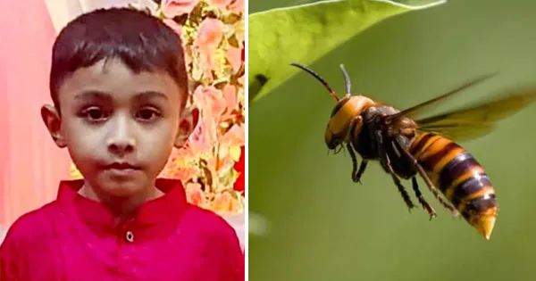 দৈনিক পূর্বকোণ - চট্টগ্রামের দৈনিক ভিমরুলের কামড়ে মাদ্রাসার শিশু শিক্ষার্থীর মৃত্যু চন্দনাইশে