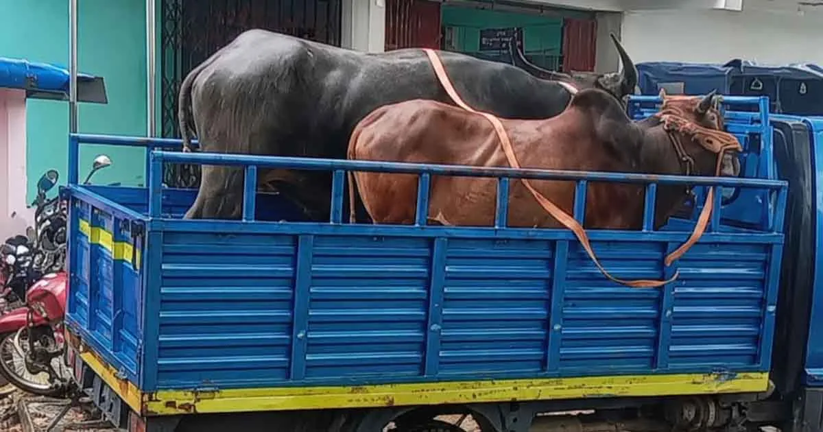 দৈনিক পূর্বকোণ - চট্টগ্রামের দৈনিক বোয়ালখালীতে বসতঘরে মিলল চোরাই গরু-মহিষ