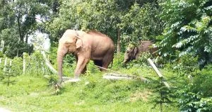 আবাসস্থল সংকটে লোকালয়ে বাড়ছে বন্যহাতির বিচরণ