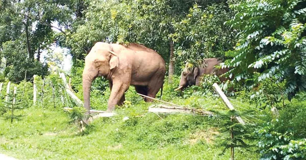 দৈনিক পূর্বকোণ - চট্টগ্রামের দৈনিক আবাসস্থল সংকটে লোকালয়ে বাড়ছে বন্যহাতির বিচরণ