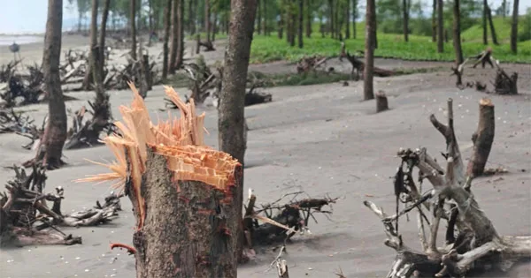 টেকনাফ উপকূলে উজাড় হচ্ছে ঝাউবন: পরিবেশ বিপর্যয়ের আশঙ্কা