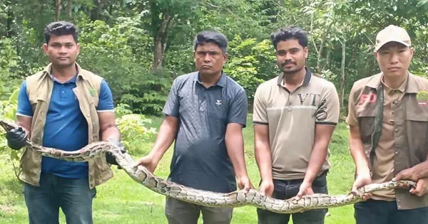 দৈনিক পূর্বকোণ - চট্টগ্রামের দৈনিক টেকনাফে পুলিশ ক্যাম্প থেকে ১৩ ফুট দৈর্ঘ্যের অজগর উদ্ধার