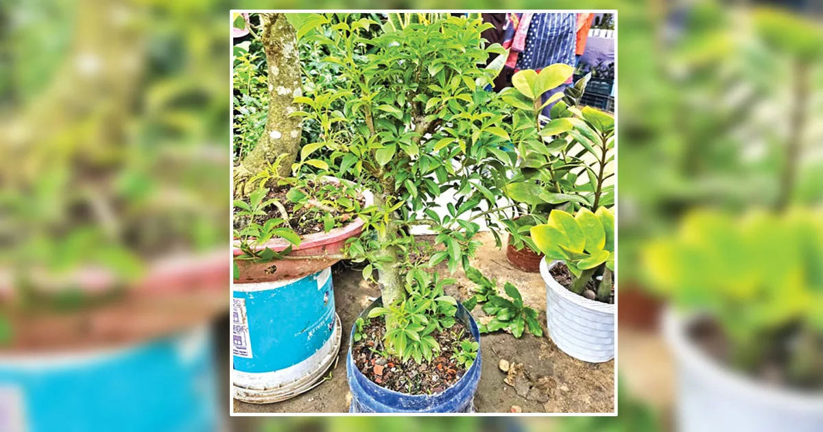 দৈনিক পূর্বকোণ - চট্টগ্রামের দৈনিক চট্টগ্রামের ছোট্ট টবে আফ্রিকার লোককথার সেই ‘বাওবাব’…