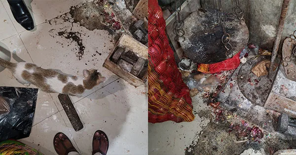 দৈনিক পূর্বকোণ - চট্টগ্রামের দৈনিক রান্নাঘরে তেলাপোকা, পোড়াতেলে রান্না, জিইসির আল-হেলাল হোটেলকে জরিমানা