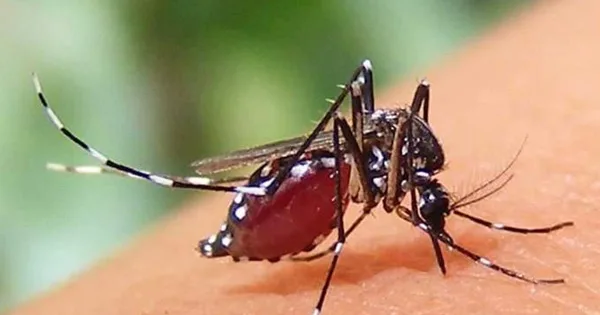 দৈনিক পূর্বকোণ - চট্টগ্রামের দৈনিক ২৪ ঘণ্টায় ডেঙ্গু আক্রান্ত হয়ে হাসপাতালে ৩৬৬