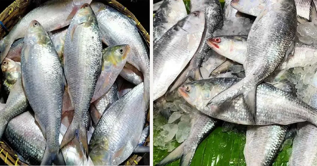 দৈনিক পূর্বকোণ - চট্টগ্রামের দৈনিক নকলের ভিড়ে আসল ইলিশ চিনবেন যেভাবে