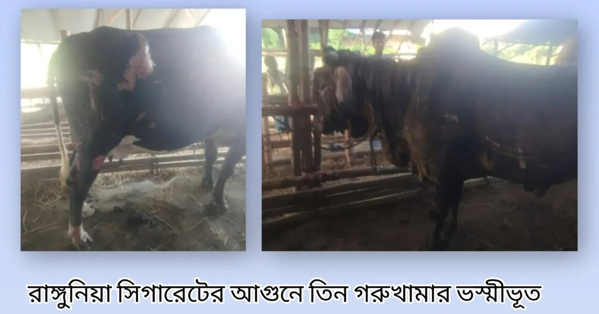দৈনিক পূর্বকোণ - চট্টগ্রামের দৈনিক আগুনে ভস্মীভূত তিনটি পশুখামার, হতাহত ৪ গরু