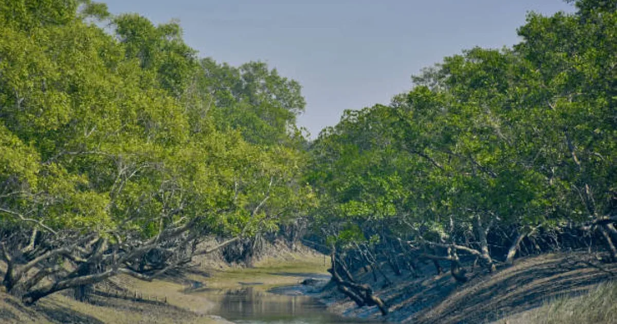 দৈনিক পূর্বকোণ - চট্টগ্রামের দৈনিক সুন্দরবনে দুই মাসে ৪৬ জন আটক, মামলা ৮৯