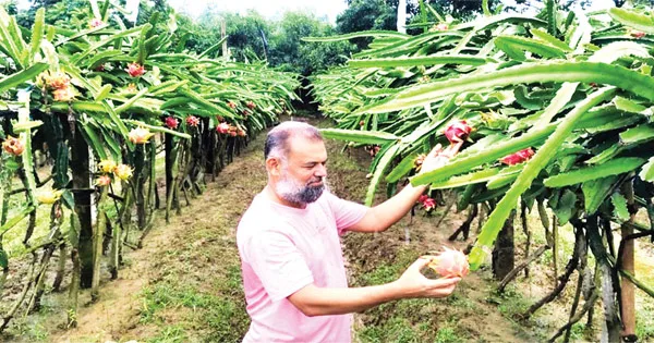 দৈনিক পূর্বকোণ - চট্টগ্রামের দৈনিক সীতাকুণ্ডে বাড়ছে ড্রাগন চাষ