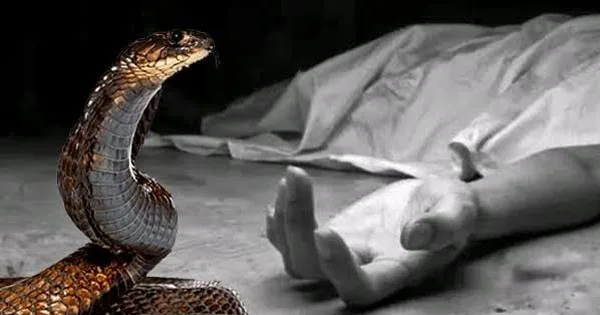 দৈনিক পূর্বকোণ - চট্টগ্রামের দৈনিক সাপের কামড়ে মৃত নারীকে ‘জীবিত’ করতে কবরে ওঝার ঝাড়ফুঁক