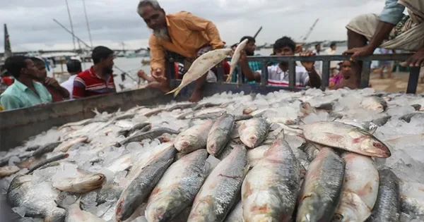 দুর্গাপূজা উপলক্ষে ইলিশ চায় ভারত, নিষেধাজ্ঞা প্রত্যাহারের আহ্বান