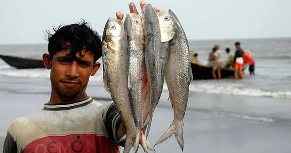 দৈনিক পূর্বকোণ - চট্টগ্রামের দৈনিক ৮ অক্টোবর থেকে ২২ দিন ইলিশ ধরায় নিষেধাজ্ঞা