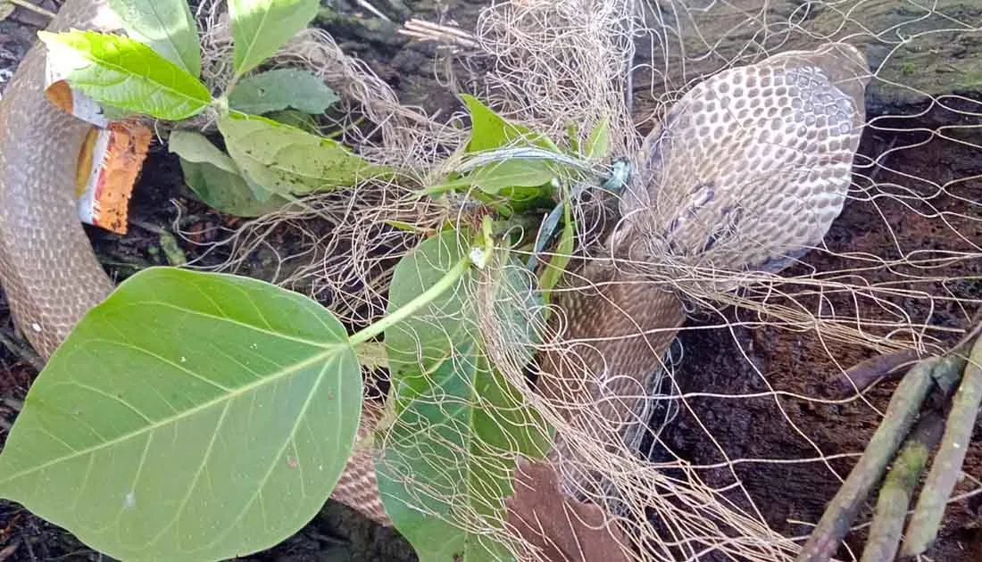 দৈনিক পূর্বকোণ - চট্টগ্রামের দৈনিক বোয়ালখালীতে জালে আটকে থাকা পদ্মগোখরো উদ্ধার