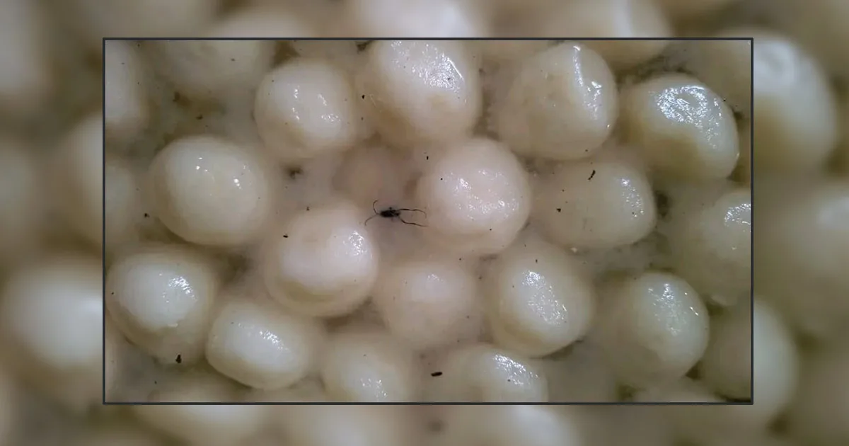 দৈনিক পূর্বকোণ - চট্টগ্রামের দৈনিক আনোয়ারায় অস্বাস্থ্যকর পরিবেশে মিষ্টি উৎপাদন, ২০ হাজার টাকা জরিমানা