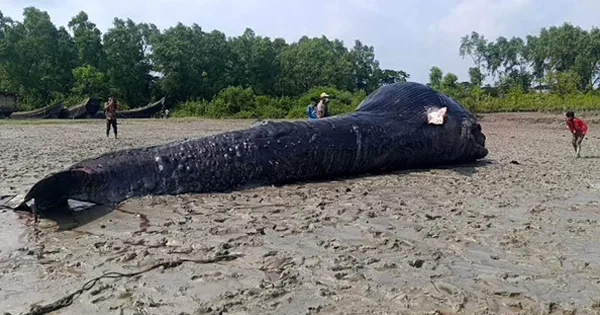 দৈনিক পূর্বকোণ - চট্টগ্রামের দৈনিক আন্দারমানিক নদীর তীরে ভেসে এলো ৩০ ফুট লম্বা তিমি
