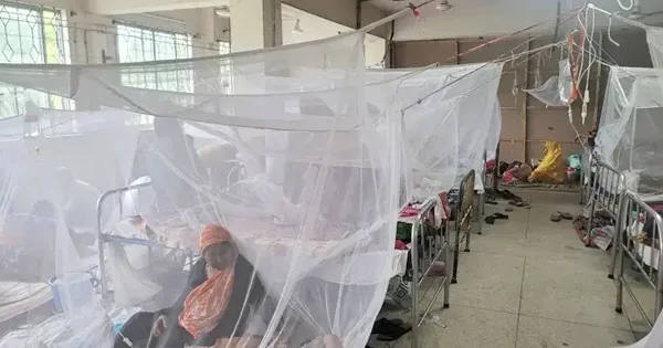 ২৪ ঘণ্টায় ডেঙ্গুতে আরও দুইজনের মৃত্যু, হাসপাতালে ভর্তি ৯৫৫