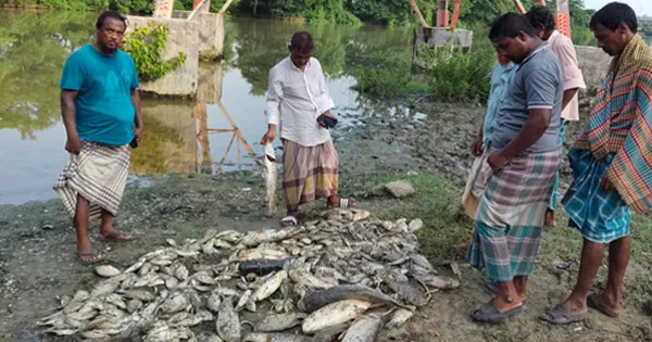 দৈনিক পূর্বকোণ - চট্টগ্রামের দৈনিক কাফকোর বর্জ্যমিশ্রিত বিষাক্ত পানিতে শেষ ৩৫ লাখ টাকার ঘেরের মাছ