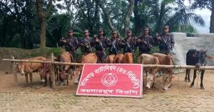 ফটিকছড়িতে ১০টি ভারতীয় গরু জব্দ করল বিজিবি