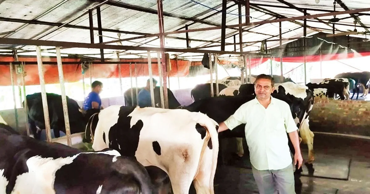 দৈনিক পূর্বকোণ - চট্টগ্রামের দৈনিক একটি গাভী থেকেই ৩৪টি, দুধ-বাছুর বিক্রি করেই বছরে আয় ৪১ লাখ