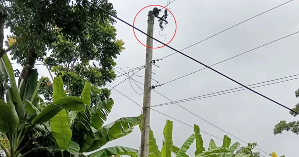 দৈনিক পূর্বকোণ - চট্টগ্রামের দৈনিক মিরসরাইয়ে আবারও ট্রান্সফরমার চুরি, অন্ধকারে ৭০ পরিবার