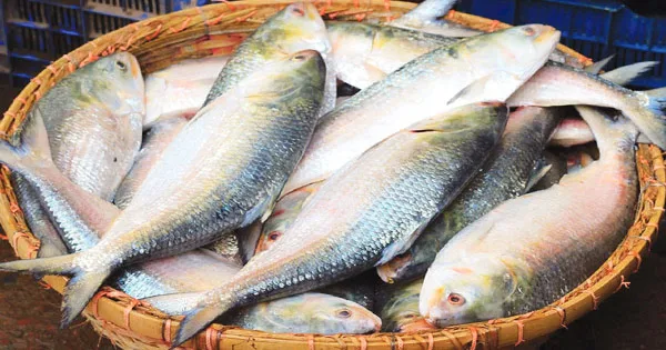 দৈনিক পূর্বকোণ - চট্টগ্রামের দৈনিক এই প্রথম ভারত থেকে ইলিশ আমদানি করল বাংলাদেশ, দুই মাসে এল ৫০০ টন