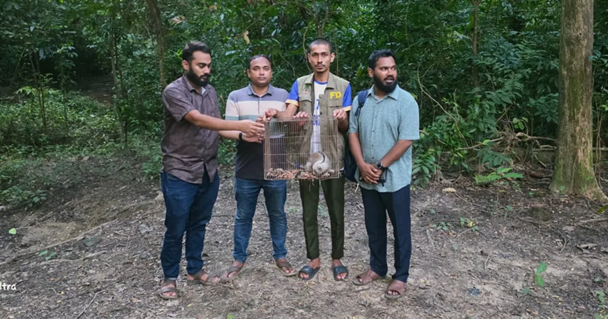দৈনিক পূর্বকোণ - চট্টগ্রামের দৈনিক রাঙ্গুনিয়ায় বিলুপ্তপ্রায় লজ্জাবতী বানর উদ্যানে অবমুক্ত