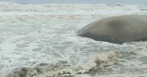 কক্সবাজার হিমছড়িতে সৈকতে আরও এক পর্যটকের লাশ উদ্ধার, এখনো নিখোঁজ ১