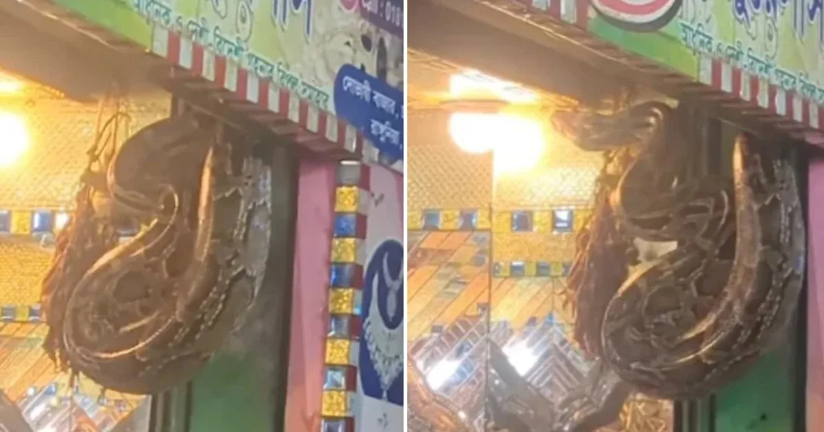 দৈনিক পূর্বকোণ - চট্টগ্রামের দৈনিক চট্টগ্রামে সোনার দোকানে ঝুলছিল ১৪ ফুটের অজগর