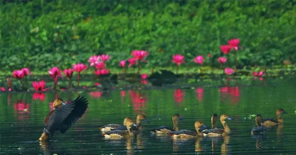 দৈনিক পূর্বকোণ - চট্টগ্রামের দৈনিক পাখির নিরাপত্তায় জাবিতে বহিরাগত প্রবেশ নিষিদ্ধ