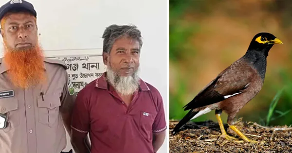 দৈনিক পূর্বকোণ - চট্টগ্রামের দৈনিক ৫০০ টাকা বাজি ধরে জীবন্ত শালিক পাখি খেয়ে আটক অটোরিকশাচালক