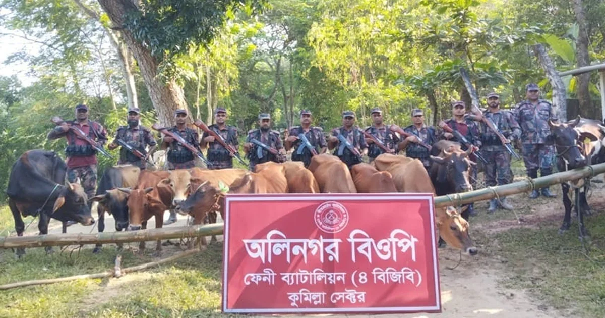 দৈনিক পূর্বকোণ - চট্টগ্রামের দৈনিক সীমান্তে বিজিবির অভিযানে অর্ধশত ভারতীয় গরু জব্দ