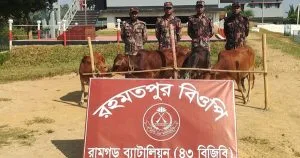 ফটিকছড়ি সীমান্তে ২ লাখ ৩৫ হাজার টাকার ভারতীয় গরু আটক