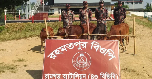 দৈনিক পূর্বকোণ - চট্টগ্রামের দৈনিক ফটিকছড়ি সীমান্তে ২ লাখ ৩৫ হাজার টাকার ভারতীয় গরু আটক