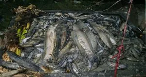 রাউজানে পুকুরে বিষ দিয়ে লক্ষাধিক টাকার মাছ মেরে ফেলার অভিযোগ