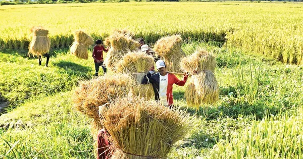 চাহিদার অর্ধেক চাল আসে চাষে