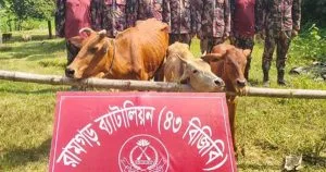 বিজিবি দেখে গরু রেখে পালালো ভারতীয় চোরাকারবারিরা