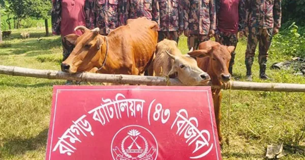 দৈনিক পূর্বকোণ - চট্টগ্রামের দৈনিক বিজিবি দেখে গরু রেখে পালালো ভারতীয় চোরাকারবারিরা